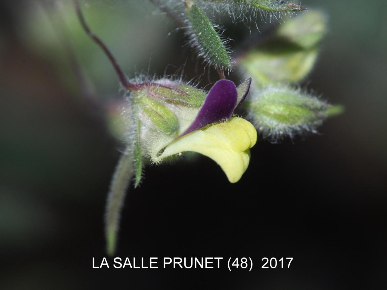 Fluellen, Sharp-leaved